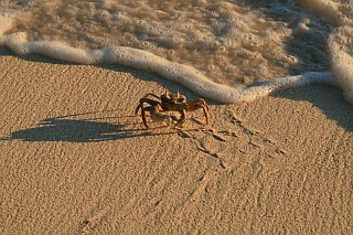Lässt der mich in Ruhe, oder muss ich da rein?