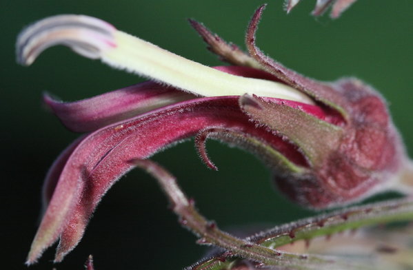 Kleine Blüte im Grugapark Essen